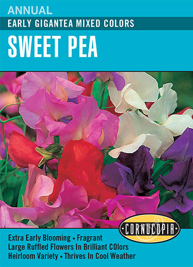 Sweet Pea - Early Gigantea Mixed Colors