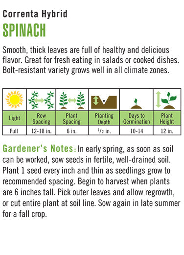 Spinach Correnta Hybrid Seeds