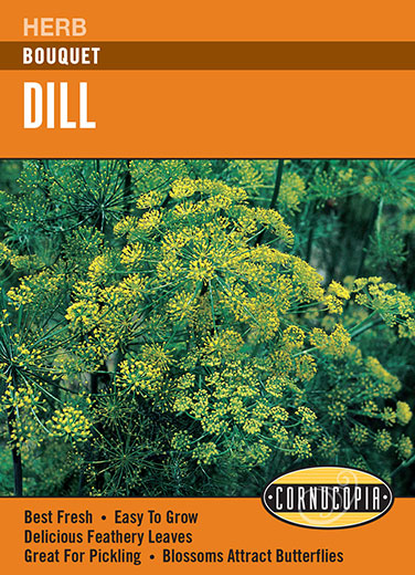 'Bouquet' Heirloom Dill