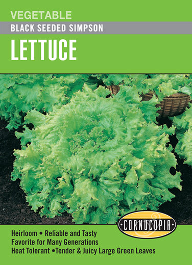 Lettuce "Black Seeded Simpson"