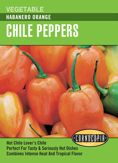 'Habanero Orange' Chile Peppers