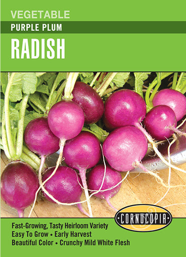'Purple Plum' Radish