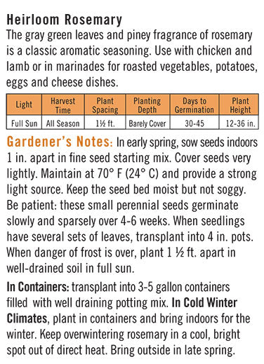 Heirloom Rosemary