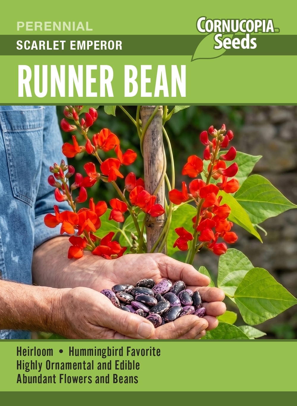Runner Bean - Scarlet Emperor