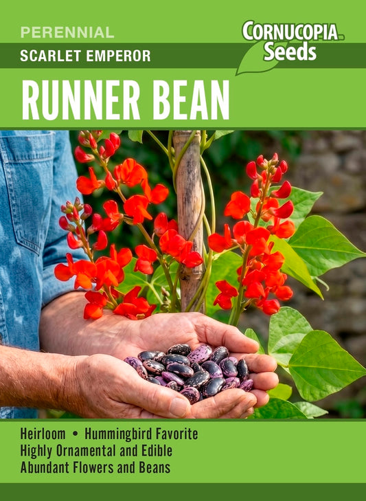 Runner Bean - Scarlet Emperor
