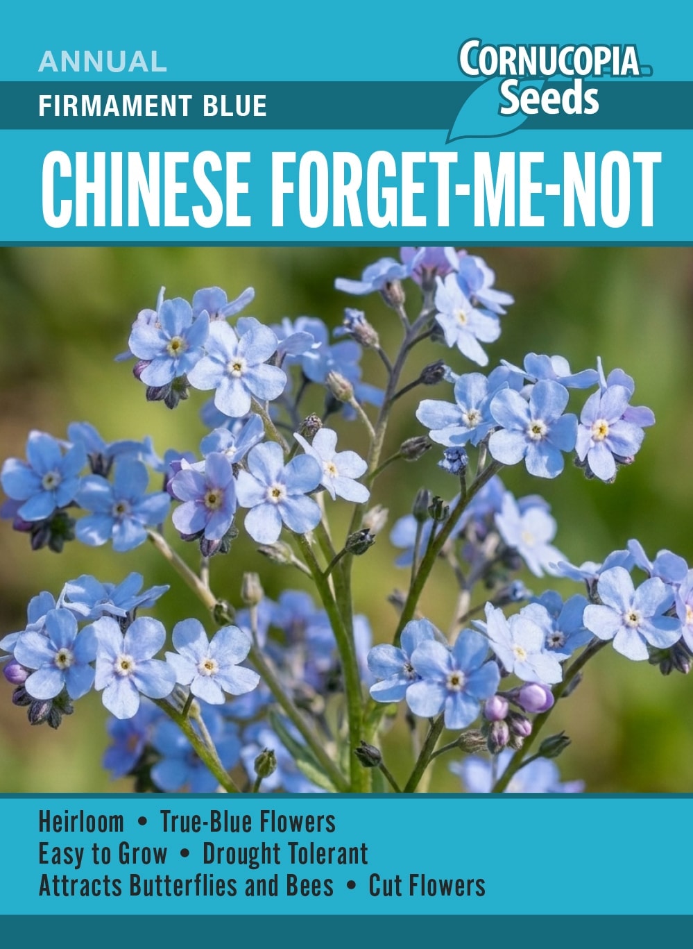 Chinese Forget-Me-Not - Firmament Blue