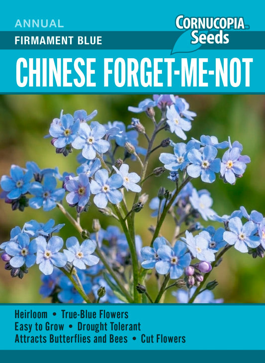 Chinese Forget-Me-Not - Firmament Blue
