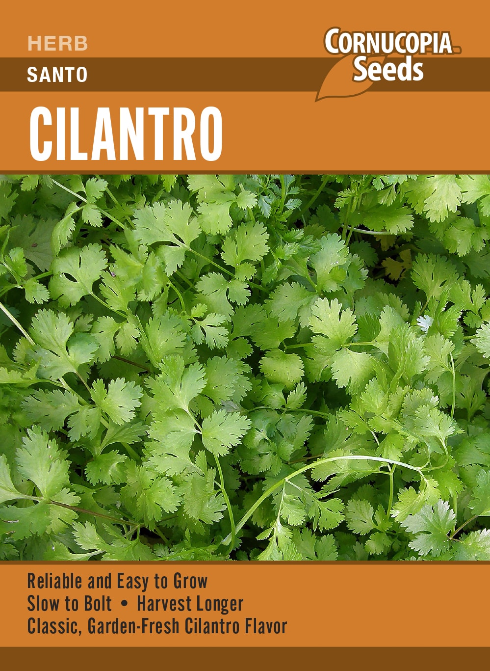 Cilantro - Santo