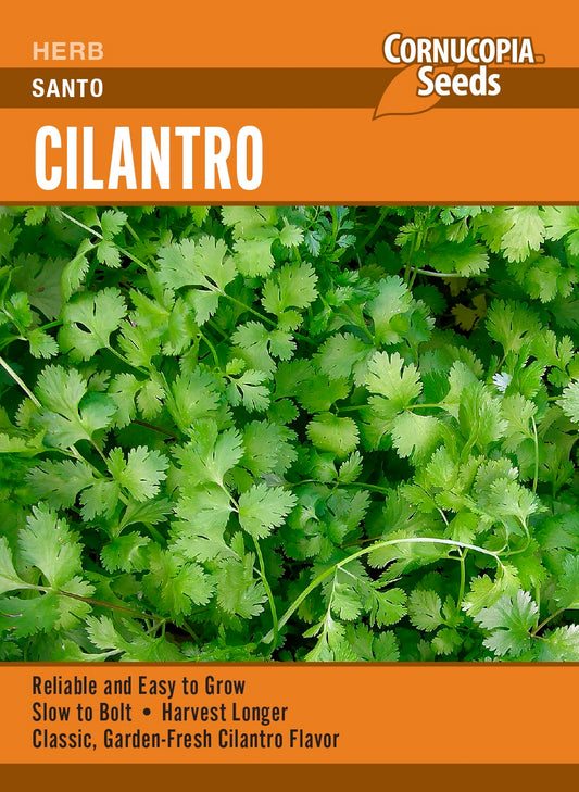 Cilantro - Santo