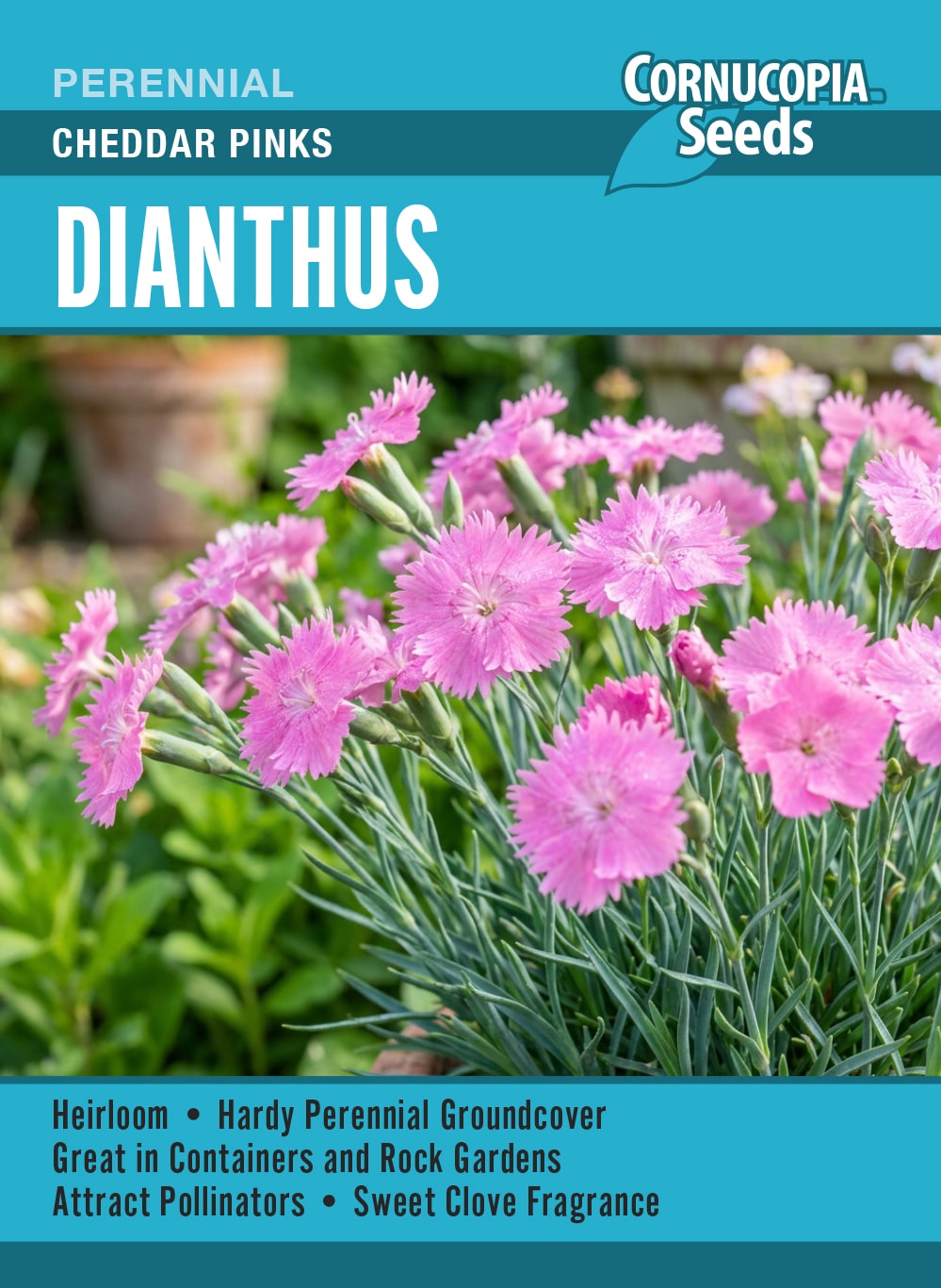 Dianthus - Cheddar Pinks