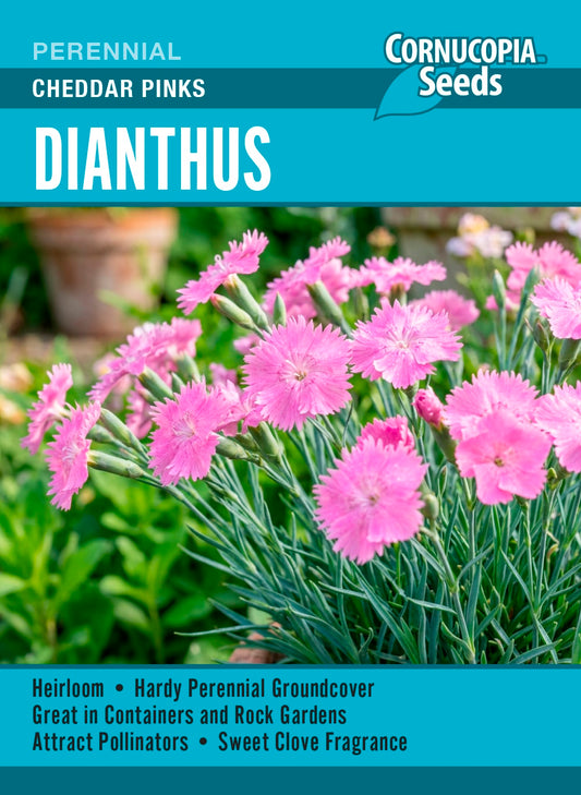 Dianthus - Cheddar Pinks