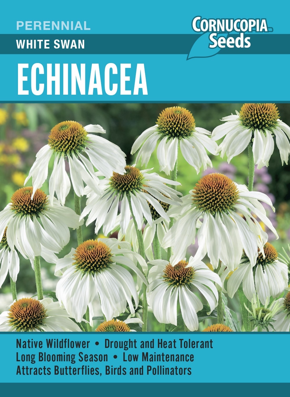 Echinacea - White Swan