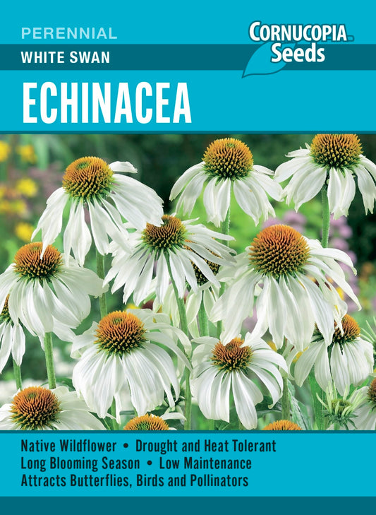 Echinacea - White Swan