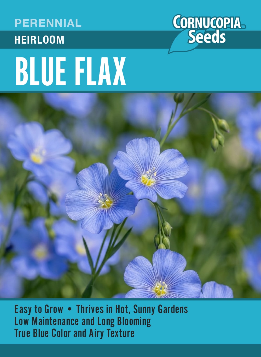 Blue Flax - Heirloom