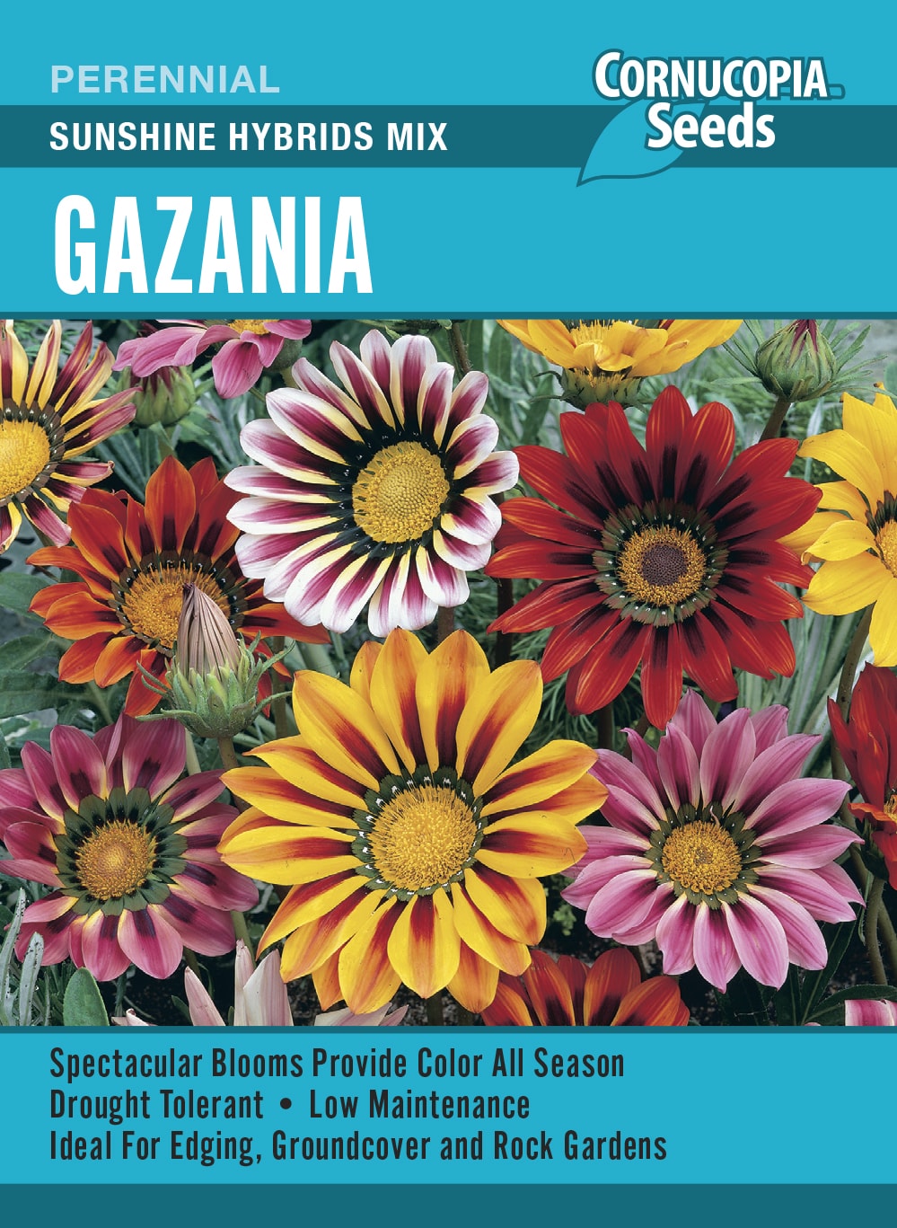 Gazania - Sunshine Hybrids Mix