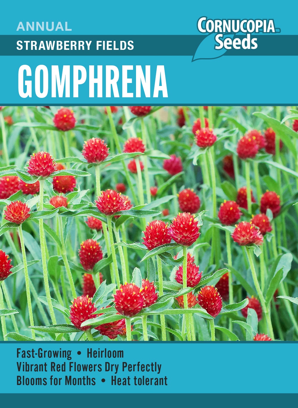 Gomphrena - Strawberry Fields