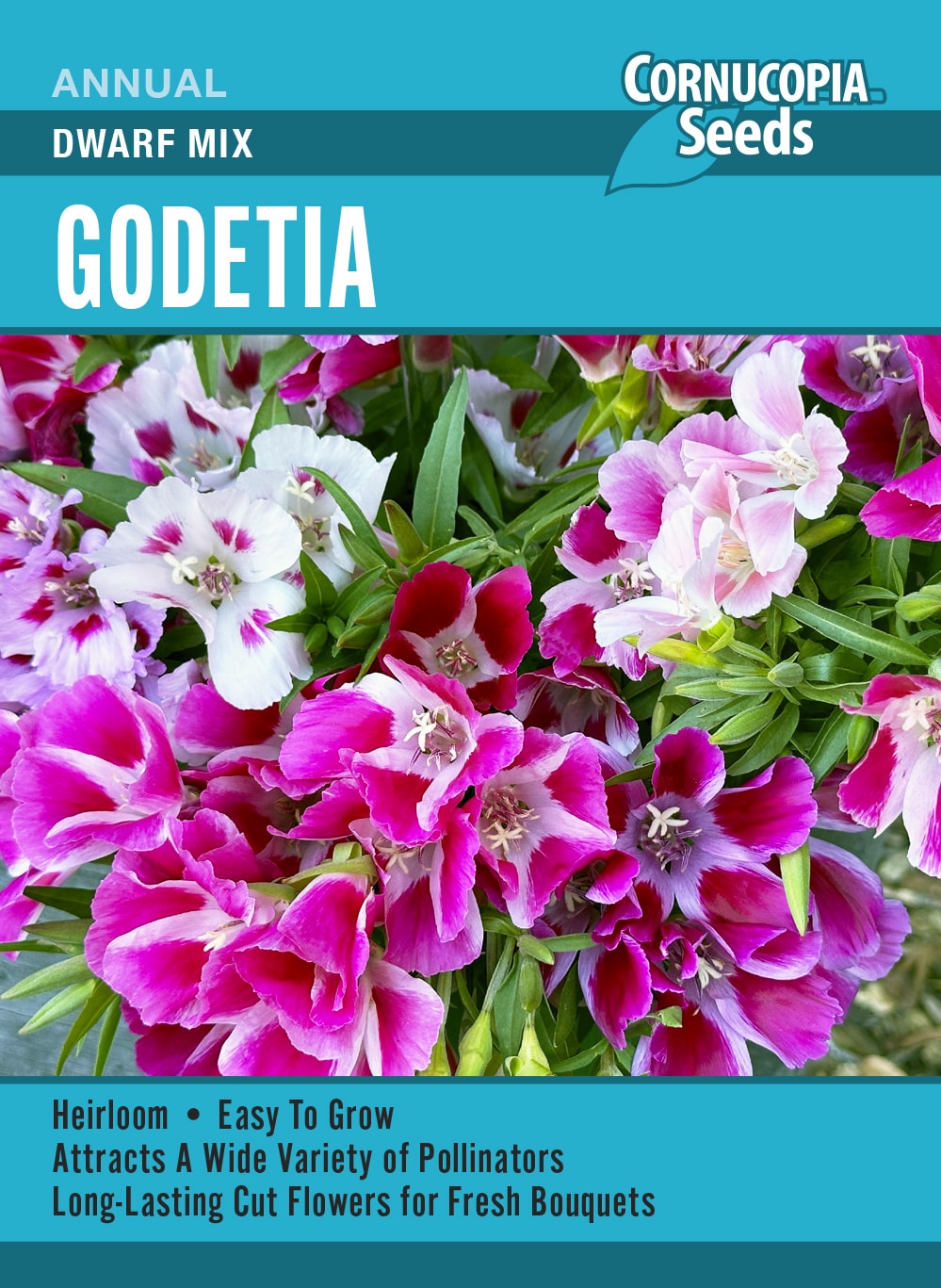 Godetia - Dwarf Mix