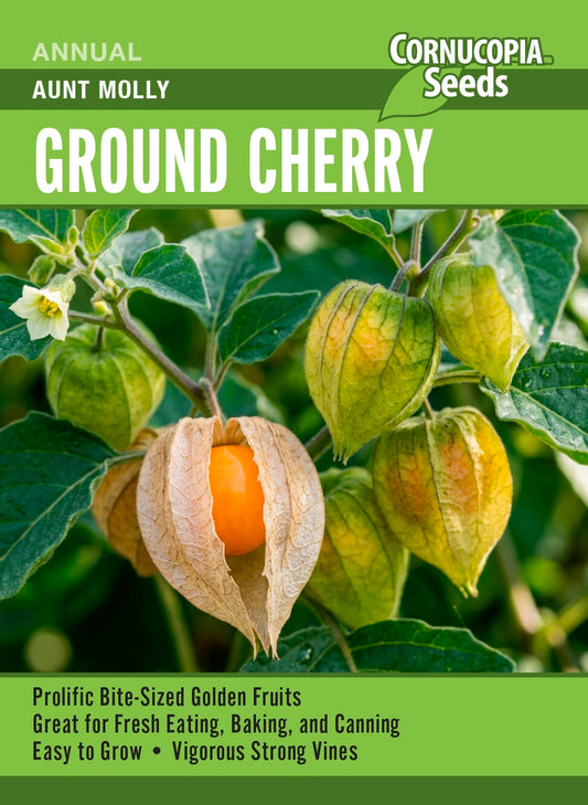 Ground Cherry - Aunt Molly