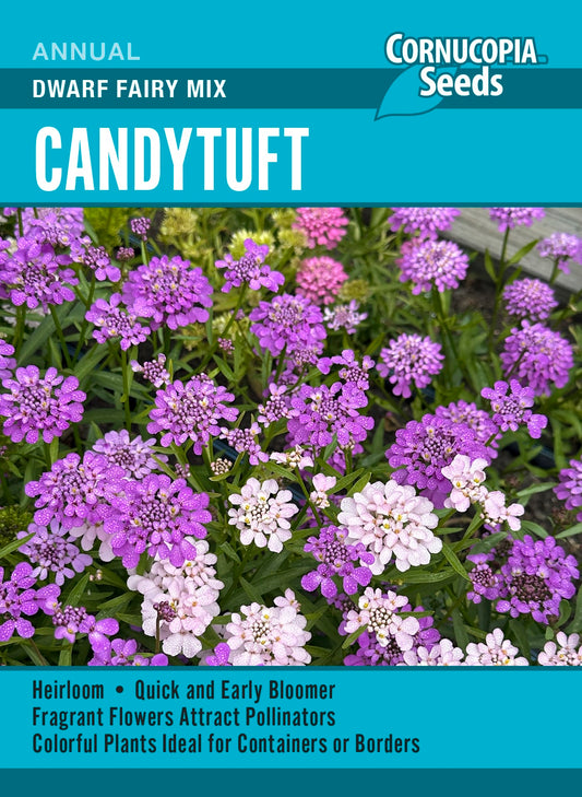 Candytuft - Dwarf Fairy Mix