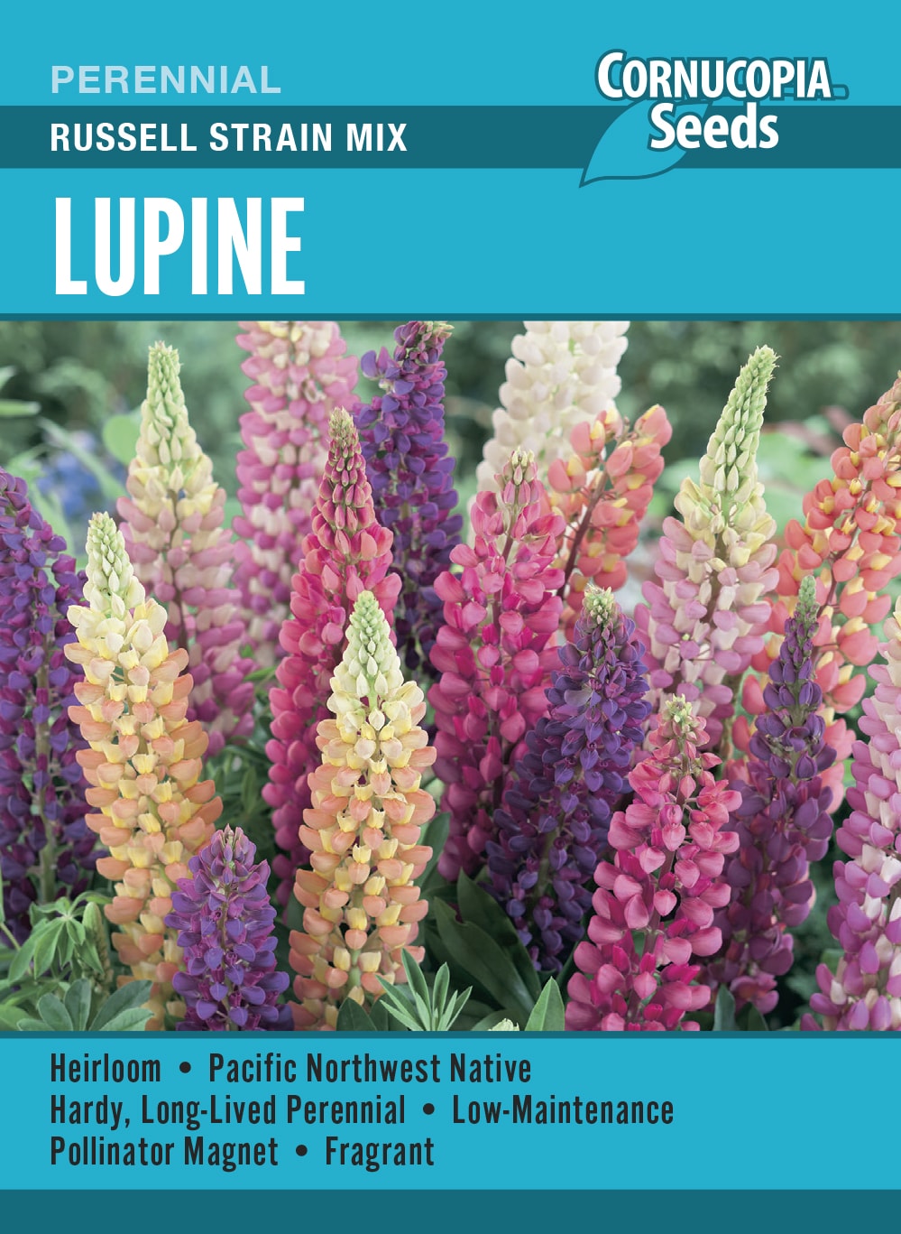 Lupine - Russell Strain Mix
