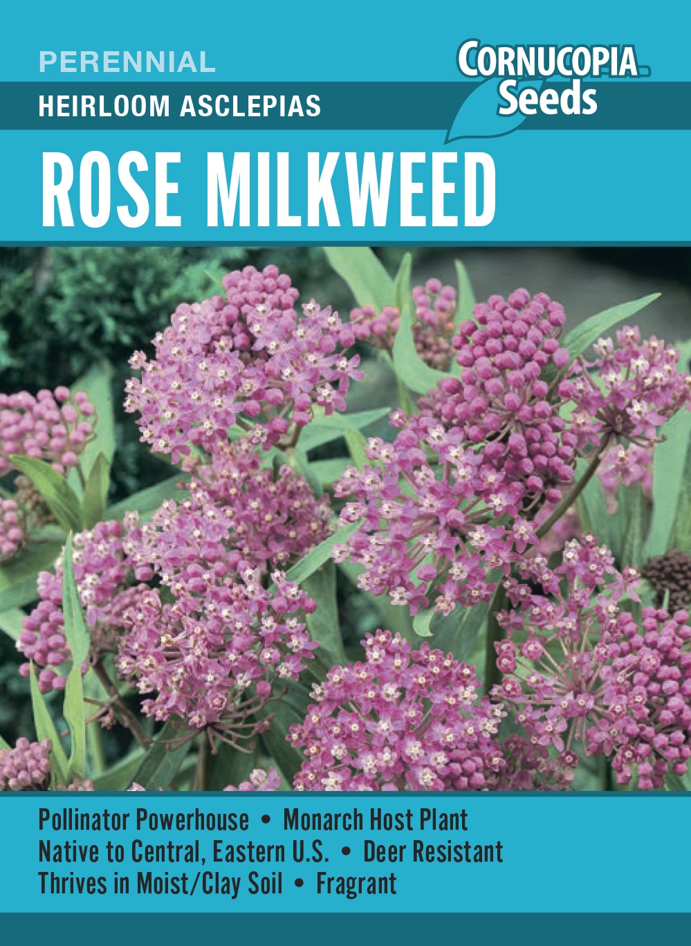 Rose Milkweed - Heirloom Asclepias