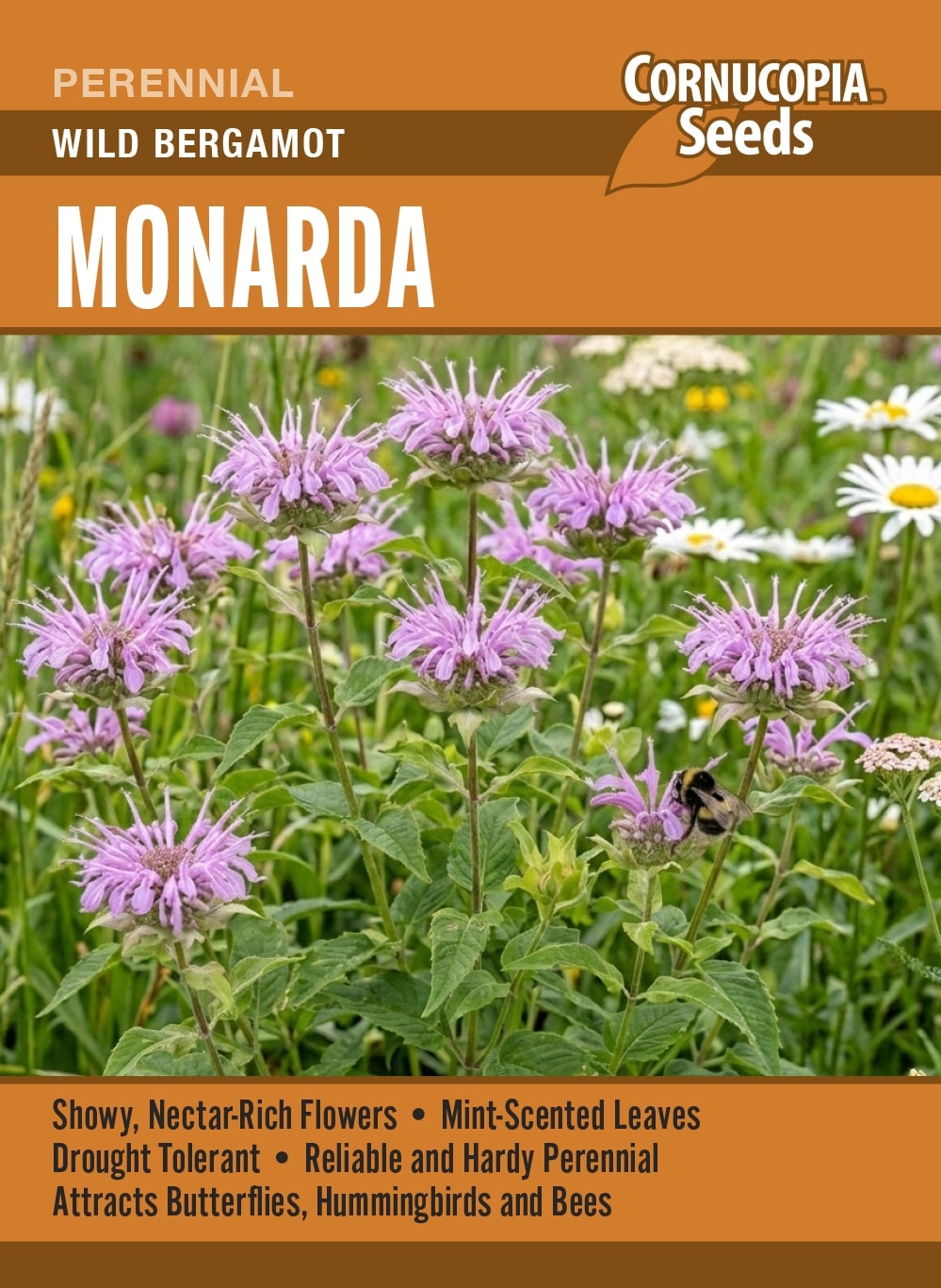 Monarda - Wild Bergamot