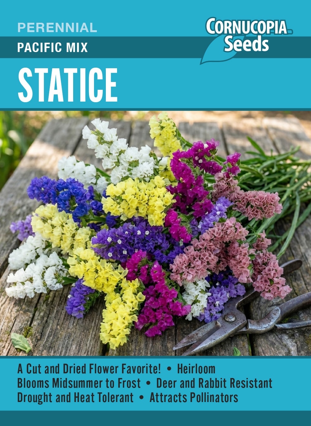 Statice - Pacific Mix