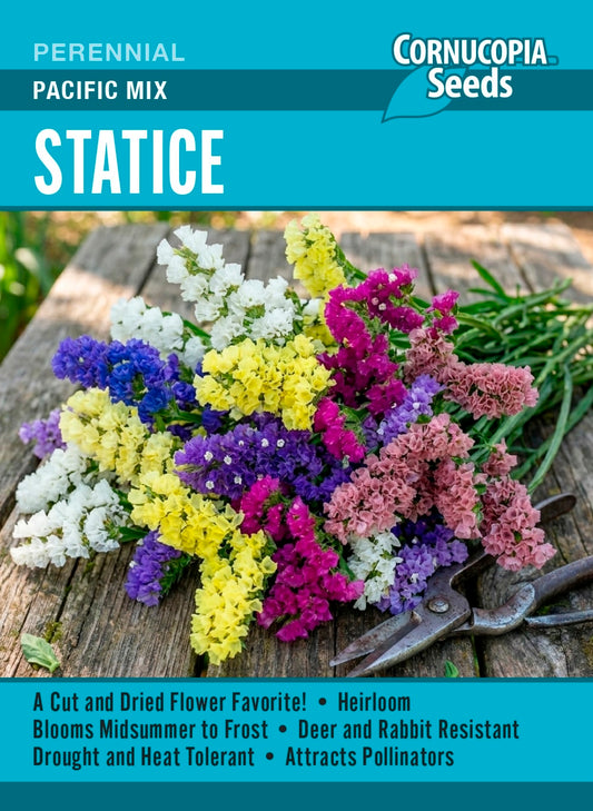 Statice - Pacific Mix