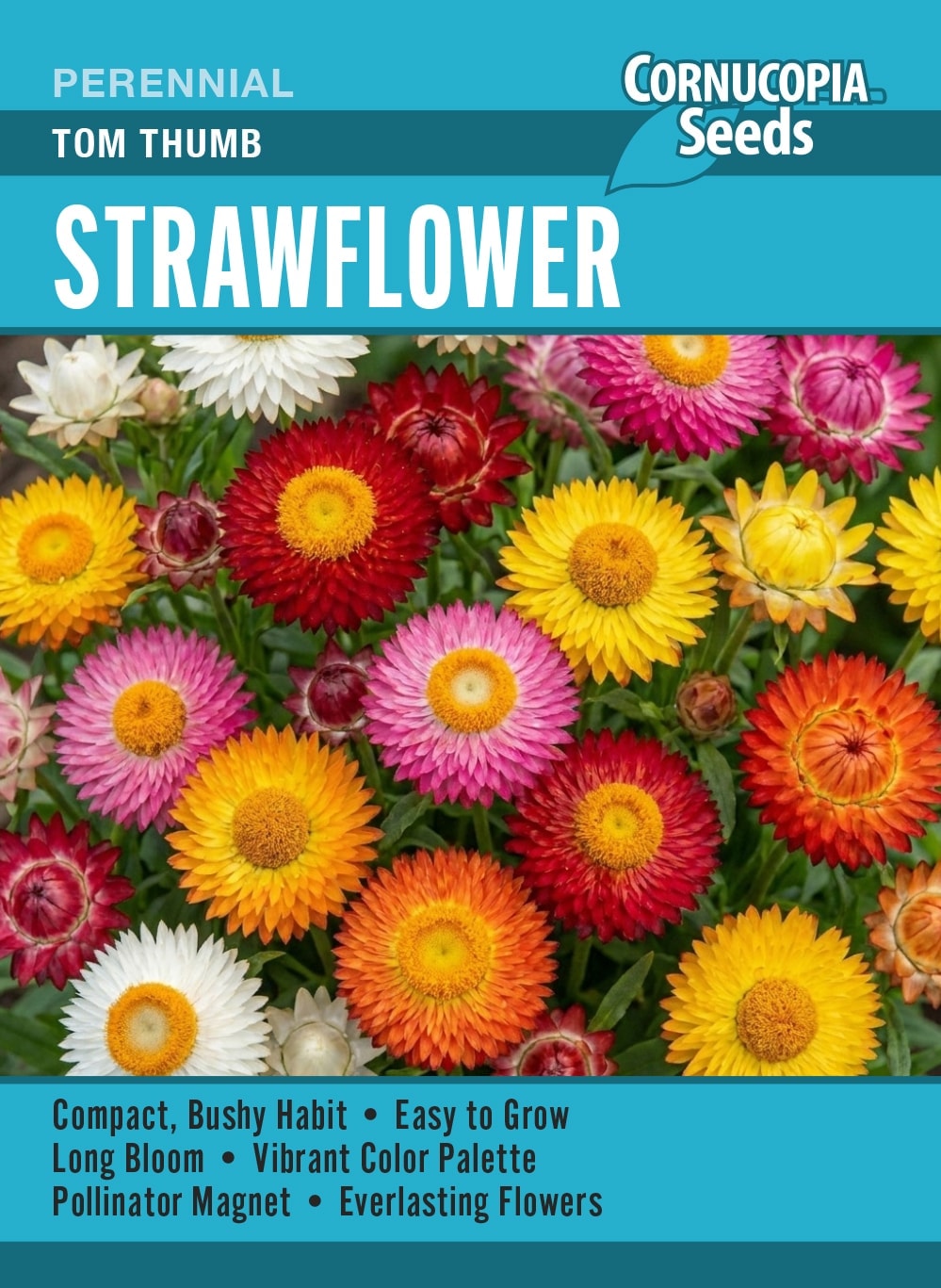 Strawflower - Tom Thumb