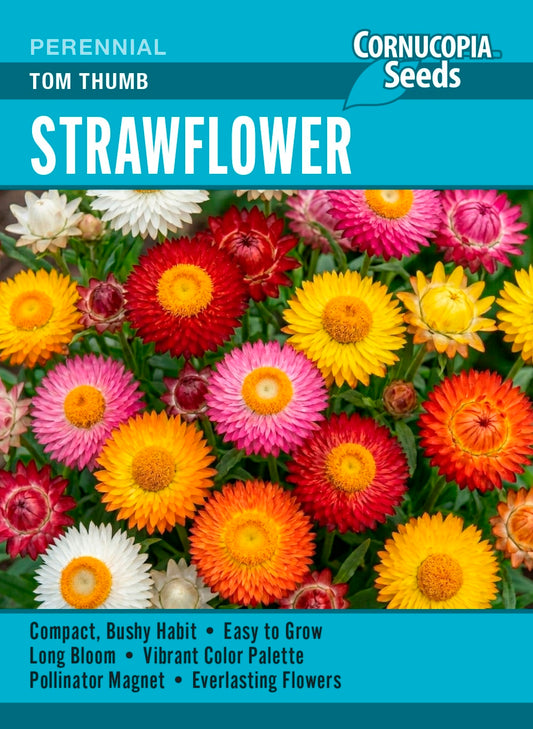 Strawflower - Tom Thumb