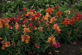 Heirloom Snapdragon, Magic Carpet Mixed Colors