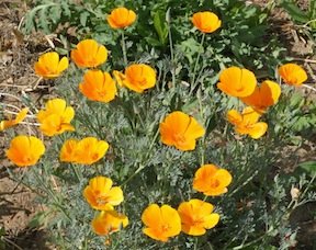 Heirloom California Poppy, Orange