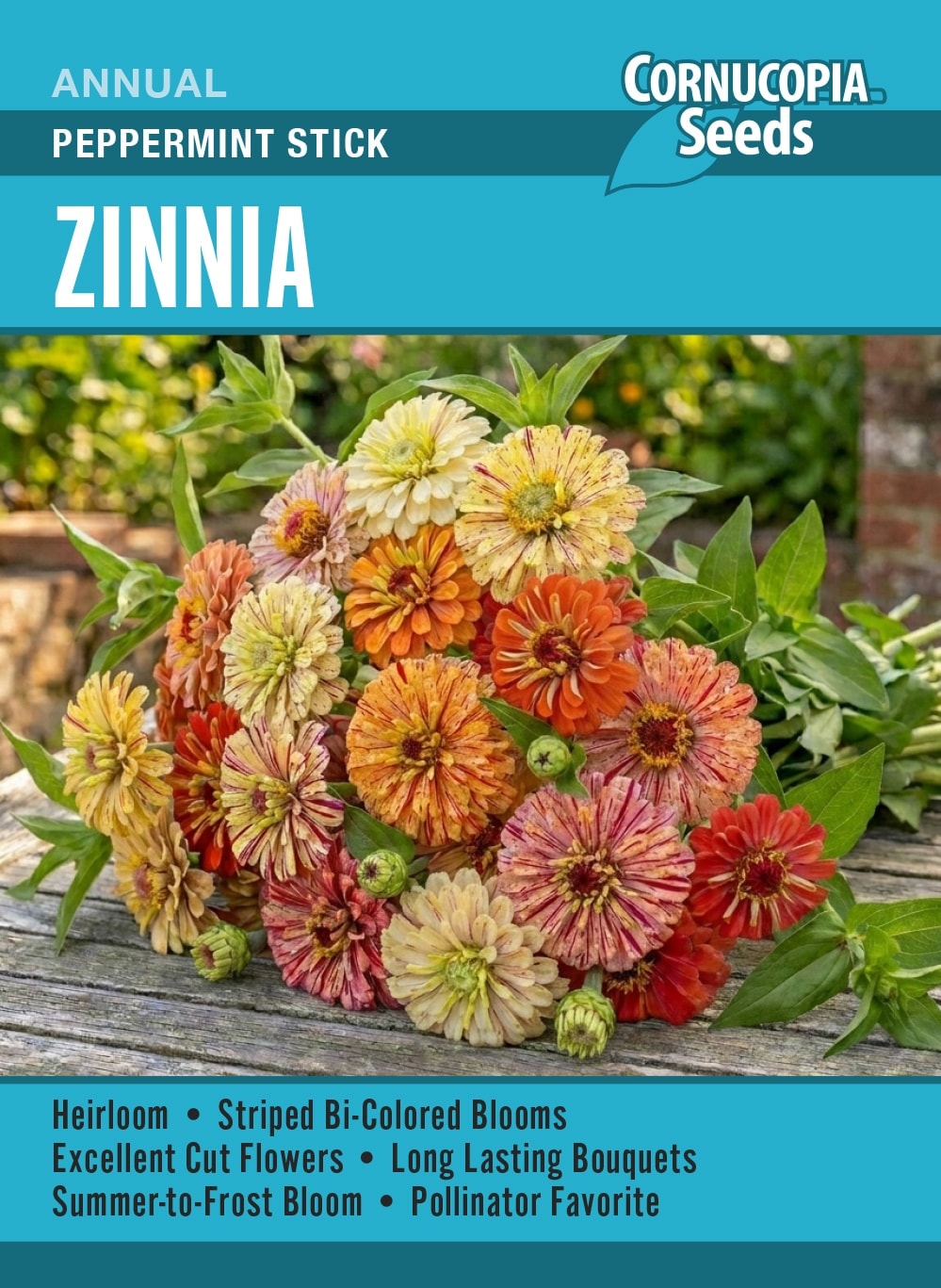 Zinnia - Peppermint Stick