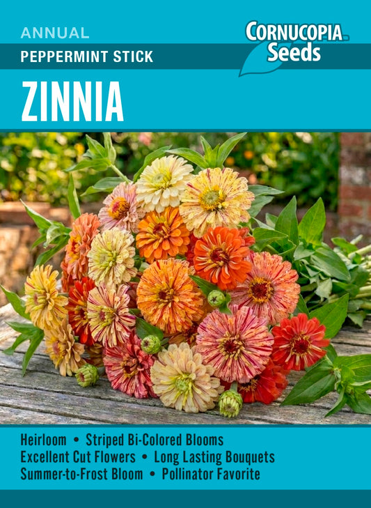 Zinnia - Peppermint Stick
