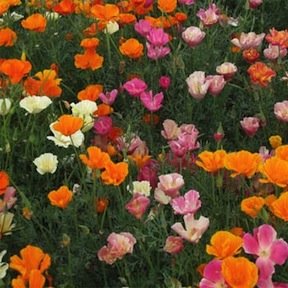 Heirloom California Poppy, Mission Bells Mixed Colors