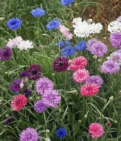 Bachelor's Button Seeds Polka Dot Mixed Colors