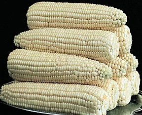 Sweet Corn Silver Queen Hybrid