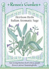 Italian Aromatic Sage