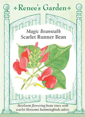 Scarlet Runner Bean