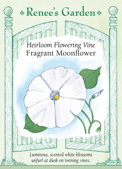 Fragrant Moonflower