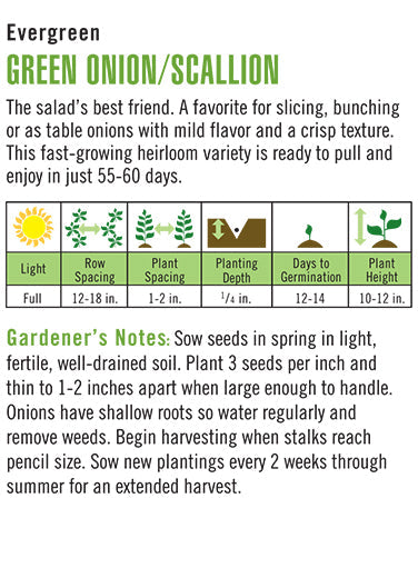 'Evergreen Bunching' Organic Green Onion