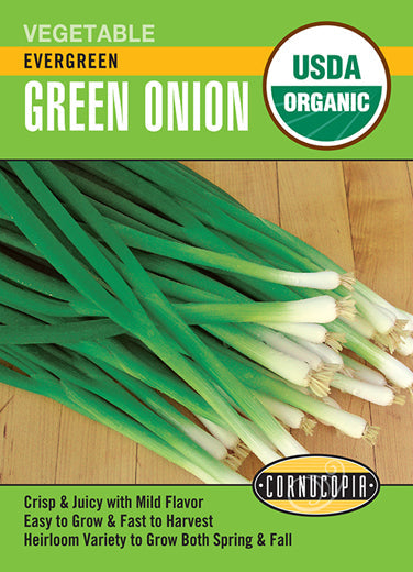 'Evergreen Bunching' Organic Green Onion