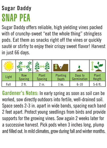 'Sugar Daddy' Organic Pea