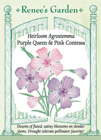 Purple Queen and Pink Contessa