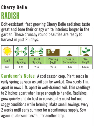 'Cherry Belle' Organic Radish