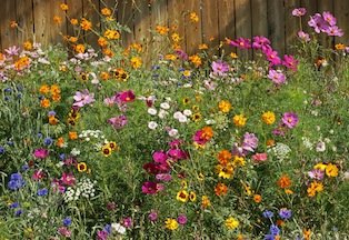 Cut Flowers 'Bouquet Mixture'