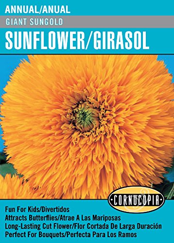 'Giant Sungold' Sunflower/Girasol - Spanish/English