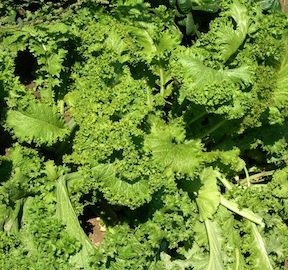 Heirloom Mustard, Southern Giant Curled