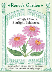 Starlight Echinacea