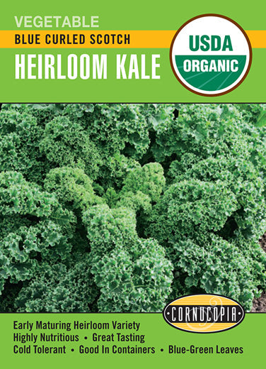 'Blue Curled Scotch' Organic Heirloom Kale